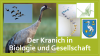 Projektfoto Kraniche_Homepage.png