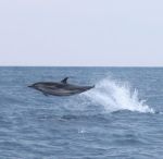 Delfin im Sprung.jpg